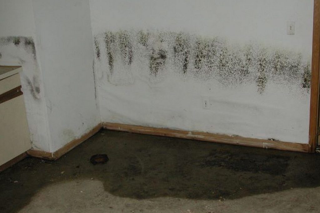  Mold Growth Post-Flooding: Factors to Consider