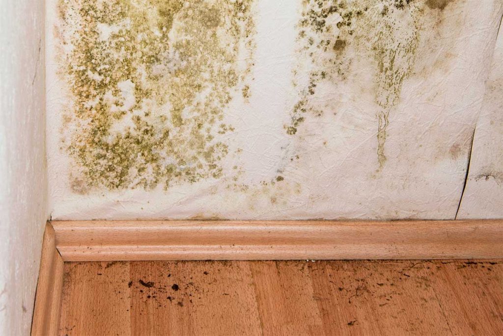 Considerations when buying a house with presence of mold in the floor and walls